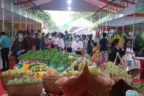 Người dân Đồng Tháp chung tay đưa ngành hàng xoài vươn xa