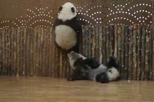Gấu trúc con 'vượt ngục' bị bạn đồng hành phá