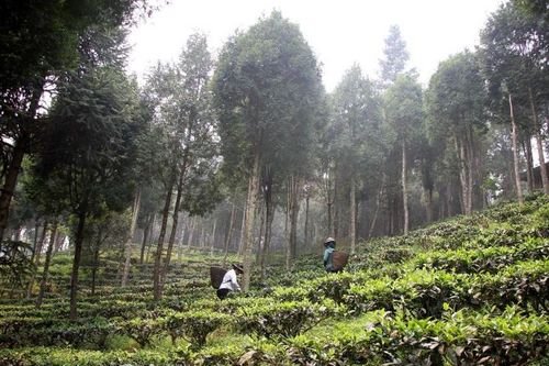 Những cánh rừng Pơ mu giữa đại ngàn