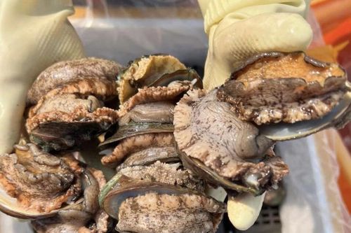 Nhiều loại hải sản 'nhà giàu' giảm giá mạnh