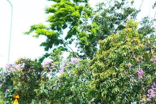 Lâm Đồng: Xử lý xe máy độ, chế phòng chống đua xe trái phép dịp lễ 30/4 và 1/5