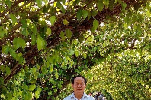 Cây sắn