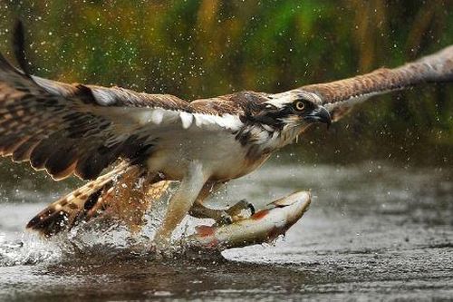 Cận cảnh màn bắt cá ngoạn mục của đại bàng
