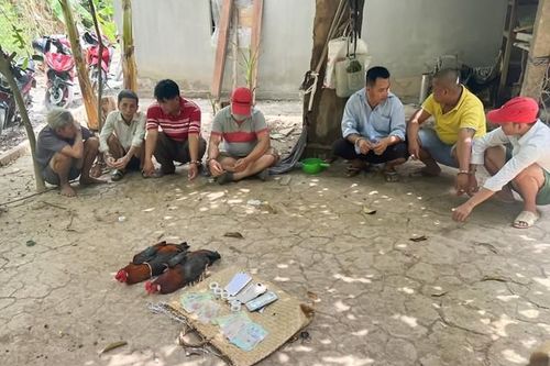 Nhiều tụ điểm đá gà ăn tiền ở Vĩnh Long bị triệt phá