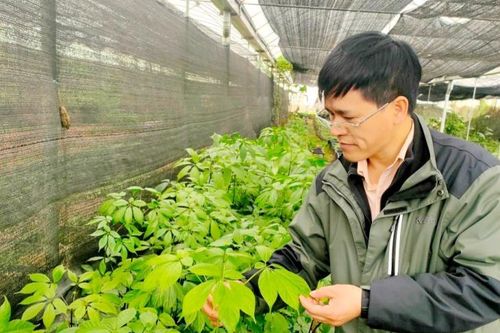 Cây thuốc quý trên núi Hoàng Liên