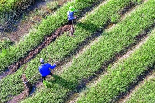 Phát triển kinh tế 'thuận thiên' phá bỏ lời nguyền 'làm nông nghiệp đã nghèo, trồng lúa còn nghèo hơn'