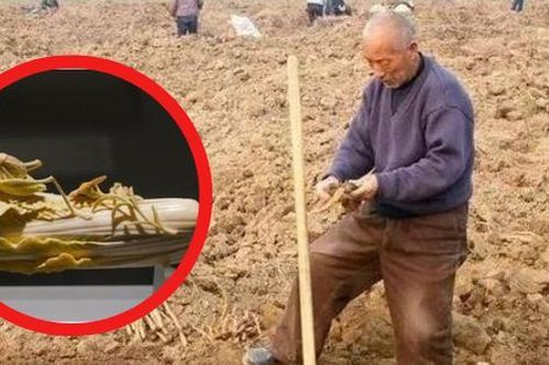 Cuốc đất đụng cây rau bán đầy ngoài chợ, lão nông bất ngờ được vinh danh