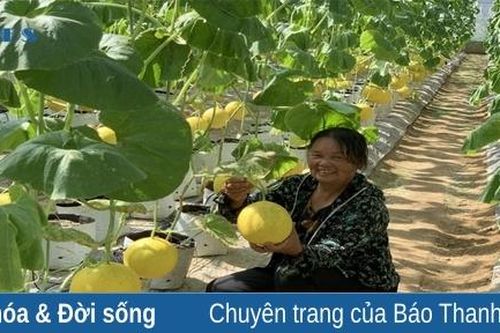Xây dựng thương hiệu cho các sản phẩm dưa