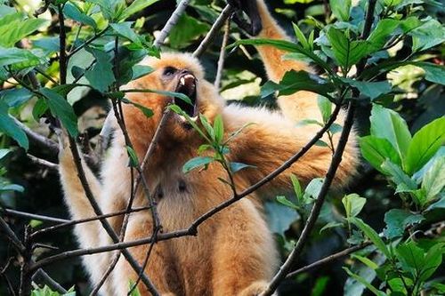 Ngắm 'ca sĩ của rừng xanh' tinh nghịch giữa đại ngàn Cúc Phương