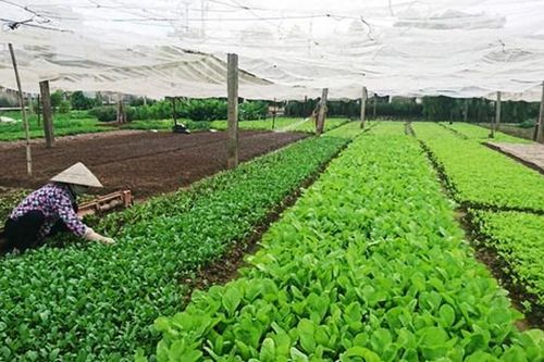 Xây dựng vùng nguyên liệu đạt chuẩn: Tạo đà xuất khẩu nông sản bền vững
