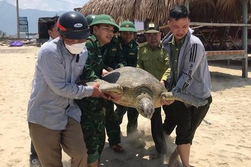 Thả cá thể vích nặng hơn 100kg về môi trường tự nhiên