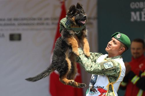 Thổ Nhĩ Kỳ tặng chó cứu hộ Arkadas cho Mexico sau cái chết của Proteo