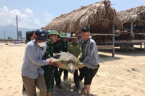 Thả cá thể rùa biển họ Vích về môi trường tự nhiên