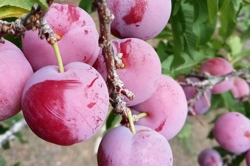 'Cherry Việt' đổ bộ thị trường, giá chỉ 12.500 đồng/kg