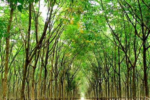 Trồng 10.000ha cao su tại Lào, TP.HCM có nguy cơ mất vốn trăm tỷ đồng