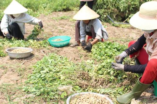 Lạc được mùa, tăng giá, nông dân Nghệ An phấn khởi