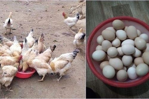 Cách nhận biết trứng gà tươi ngon, chất lượng tốt