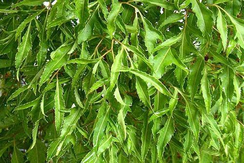 Tác dụng của lá đinh lăng tươi