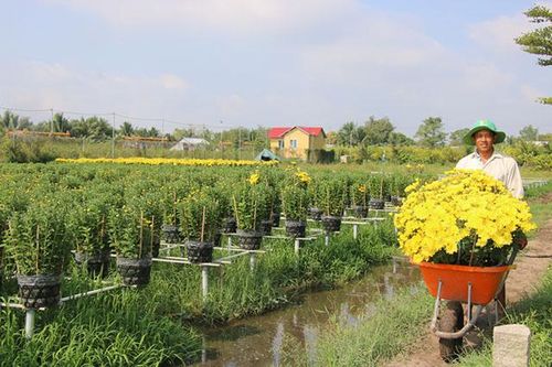 TP Sa Đéc tập trung phát triển ngành hàng chủ lực trong nông nghiệp