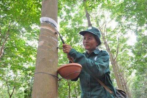 Nhiều sai phạm trong dự án trồng cao su tại Lào của Công ty Cao su TP. Hồ Chí Minh