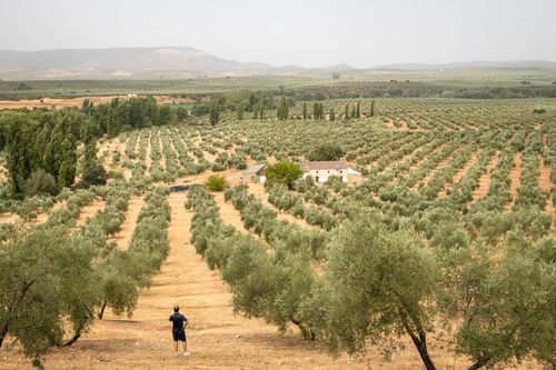 Giá dầu olive tăng cao kỷ lục do Tây Ban Nha gặp hạn hán