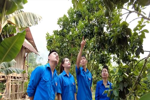 Sơn La: Kinh tế tập thể giúp thanh niên vững bước trên con đường khởi nghiệp