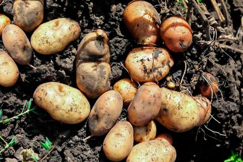Khoai tây cực tốt, nhưng cách ăn này có thể gây hại cho sức khỏe