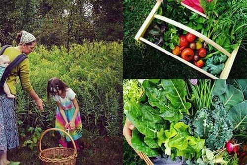 Khu vườn xum xuê cây trái, rực rỡ sắc màu của bà mẹ trẻ người Mỹ