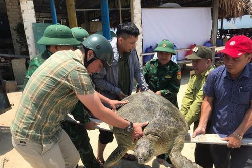 Cứu rùa biển mắc cạn