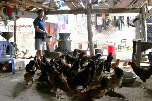 Siết chặt quản lý, ngăn chặn vận chuyển trái phép gia cầm qua biên giới