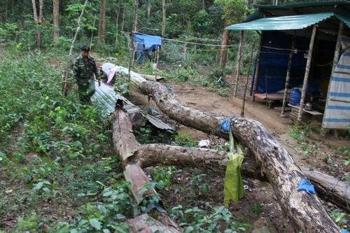 Kon Tum: Hơn 160 cây trắc quý hiếm chết khô giữa rừng đặc dụng