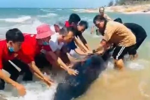 Giải cứu cá voi lưng gù quý hiếm mắc cạn