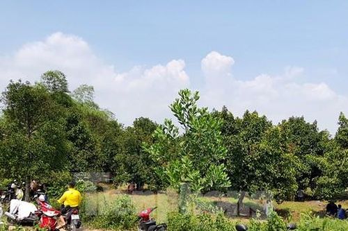 Người phụ nữ tử vong bất thường cạnh con dao, gói thuốc lá ở trong vườn trái cây