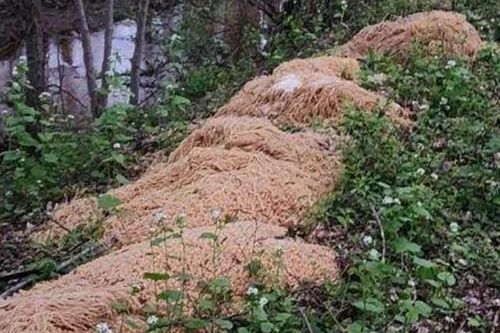 'Núi' mì nấu chín xuất hiện bí ẩn trong rừng ở Mỹ