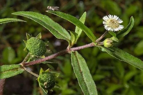 Tác dụng của cây nhọ nồi