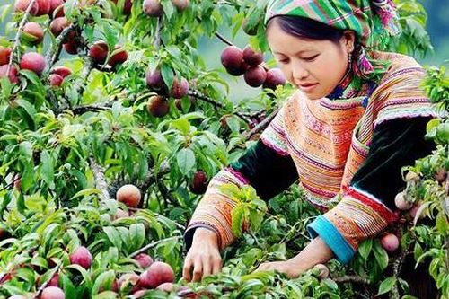 'Báu vật' trên cao nguyên trắng giúp phụ nữ dân tộc phát triển kinh tế