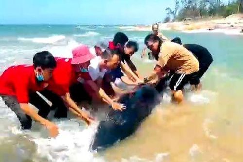 Bình Thuận: Giải cứu cá voi mắc cạn tại bờ biển La Gi