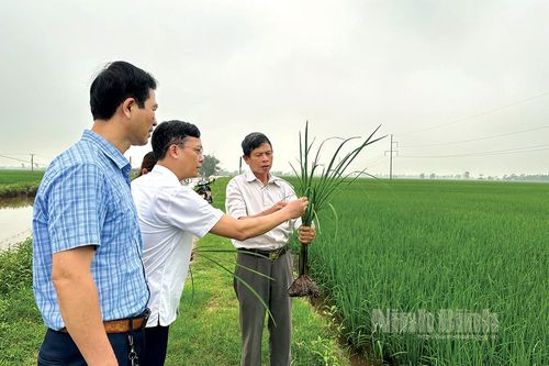 Yên Khánh chuyển đổi mạnh sản xuất lúa theo hướng hữu cơ