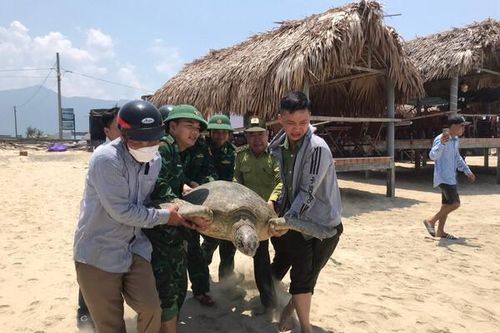 Thừa Thiên - Huế: Thả cá thể vích nặng hơn 100kg về môi trường tự nhiên