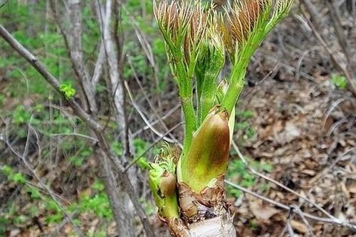 'Lộc trời' mọc đầy trên núi, Trung Quốc xuất khẩu hơn 200 nghìn/kg, nhiều người công nhận 'của lạ' có giá như vậy là đúng