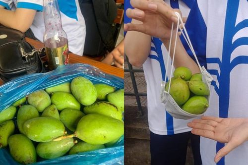Sinh viên thi nhau khoe 'chiến lợi phẩm' với màn hái xoài sân trường