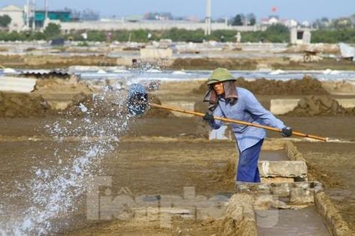 Diêm dân nhọc nhằn đội nắng giữa đồng