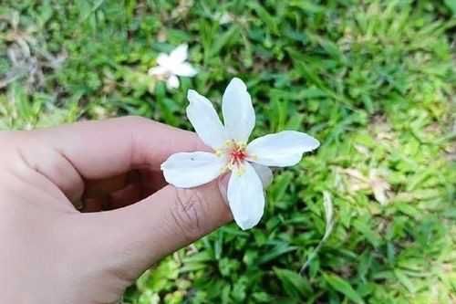 DÌU ANH...