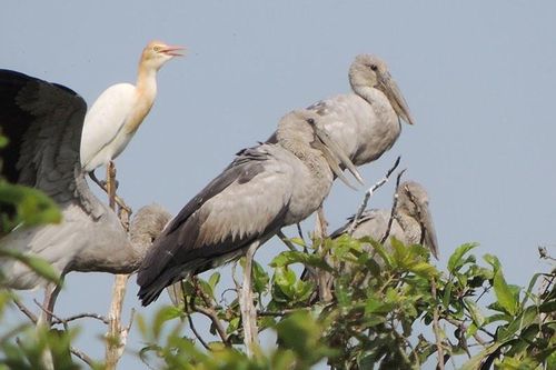Người đàn ông có vườn chim quý, tỉnh lắp camera bảo vệ