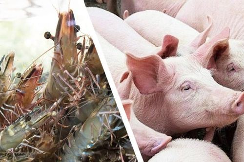 'Vua tôm', đại gia gà và trứng lỗ nặng
