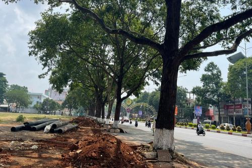 12 cây sao đen lớn bị xén phần rễ khi đào đường ống nước