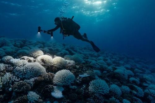 Nhiệt độ đại dương cao kỷ lục, giới khoa học ráo riết đi tìm câu trả lời