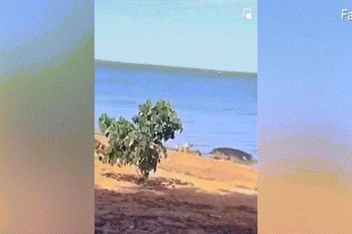 Cá sấu 5m lao lên bờ bắt chó, 3 con chó khác lao ra chỉ dám đứng nhìn