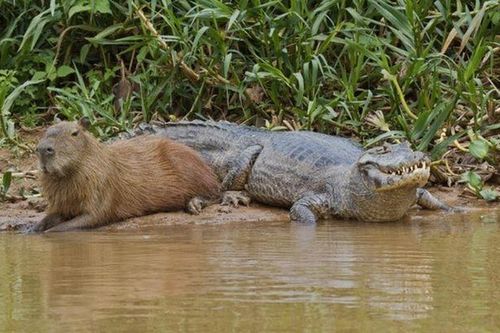 Chuột khổng lồ ung dung giữa đàn cá sấu: Tự tin không bị kẻ săn mồi thịt bởi các khả năng này