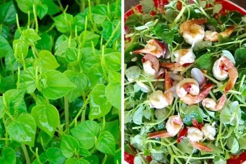 Loại rau từng bị coi là cỏ dại ở Việt Nam, nhưng trên thế giới là vị thuốc quý